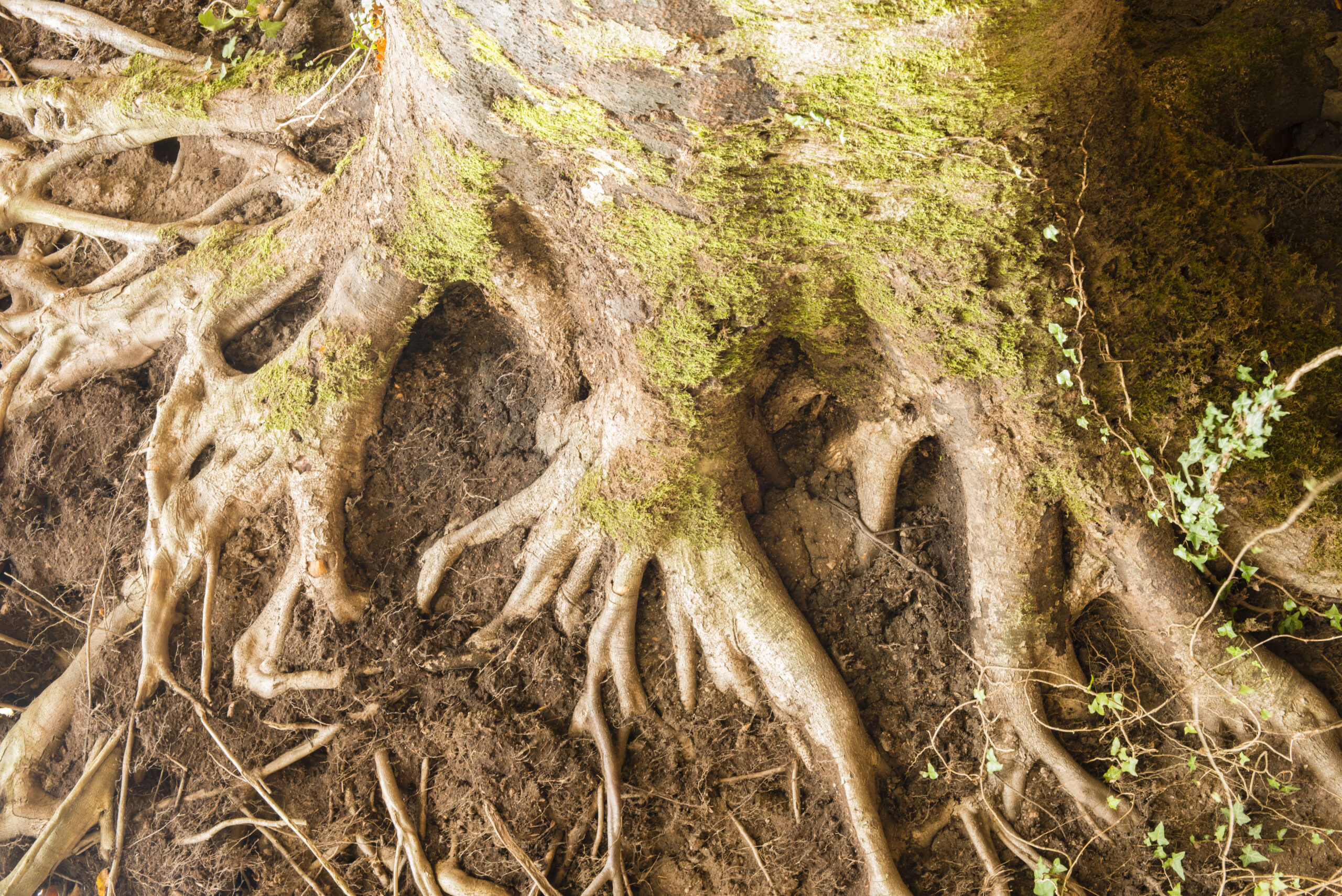 roots entwined with moss