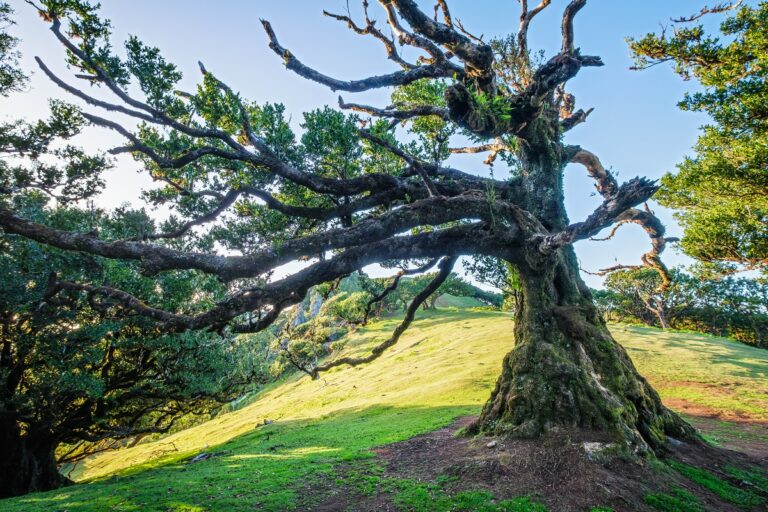 Un albero anziano, con parte dei rami secchi ed altri ancora rigogliosi, sulla sommità di una collina stretta e lunga, inondata di sole e erba verde e con, sullo sfondo, altri alberi