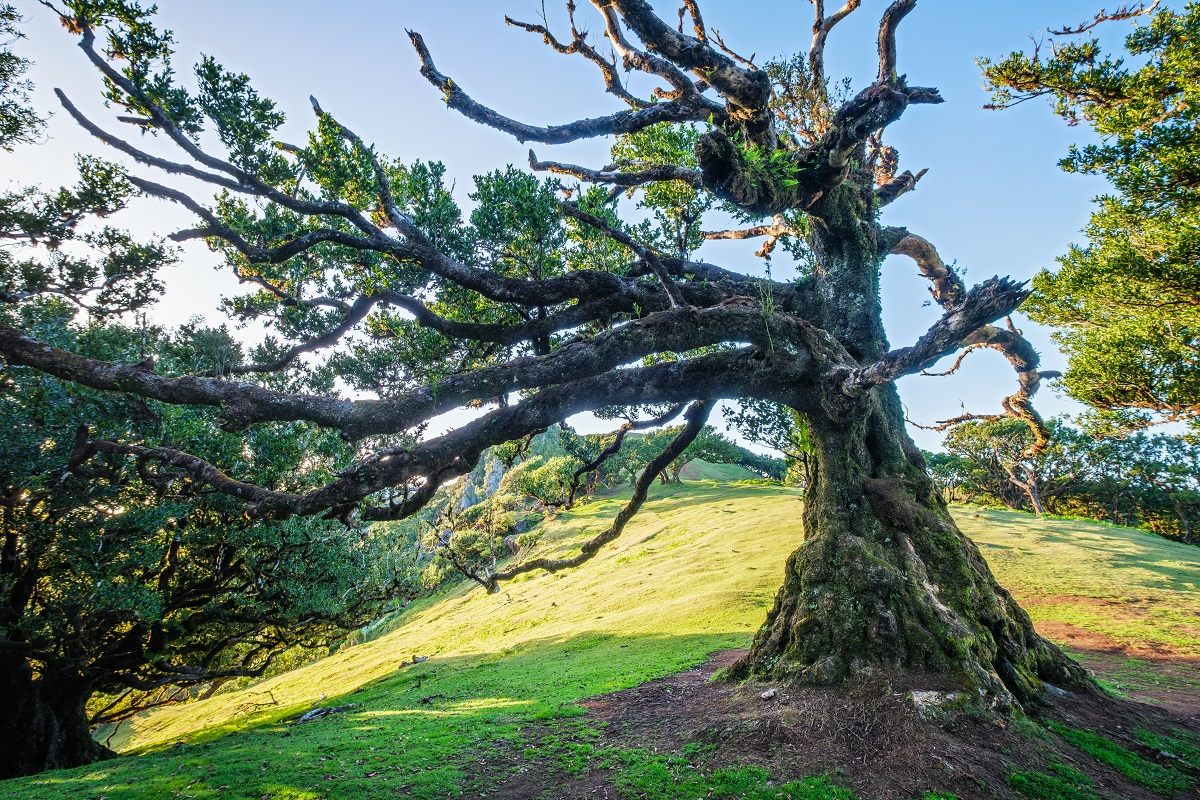 Un albero anziano, con parte dei rami secchi ed altri ancora rigogliosi, sulla sommità di una collina stretta e lunga, inondata di sole e erba verde e con, sullo sfondo, altri alberi