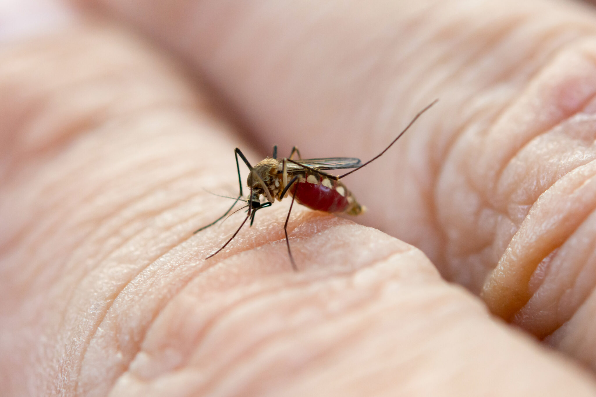 malaria in italia