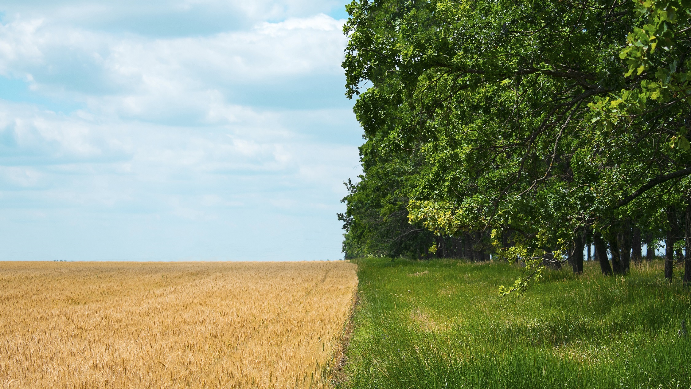 La foto raffigura l'incontro tra un campo di stoppie gialle e secche a sinistra e una fila di alberi verdi e rigogliosi a destra. é una metafora delle diseguaglianze sanitarie